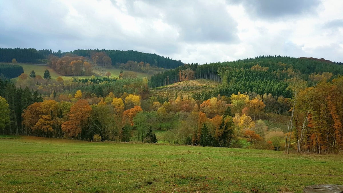 green trees during daytime